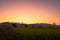 Sweet sunrise above the big trees in the rice field