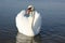 sweet swan nature world water lake bird
