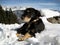 Sweet Swiss dog laying in snow up in the mountains