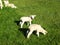Sweet swiss lamb and sheep on a green meadow in the sunshine for easter cards