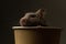 Sweet syberian hamster sinking in his coffee cup