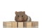 Sweet syrian hamster standing around wooden cubes