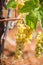 Sweet and tasty white grape bunch, from the vineyard in Manduria in a summer sunny day, Salento, Italy