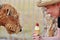 Sweet temptation, Airedale dog staring at icecream