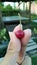 Sweet tiny cherry