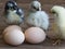 Sweet tiny chicks and eggs