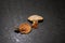 Sweet tooth wood hedgehog or hedgehog mushrooms