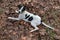 A Sweet Tricolored Puppy laying down