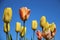Sweet Tulips With Clear Blue Sky Backgrounds