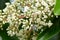 Sweet Viburnum