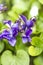 Sweet violet flowers