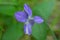 Sweet violet fragrant blooming flower in the summer morning