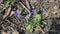 Sweet Violet - one of the first spring flowers