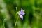 Sweet violet Viola odorata with sleeping insect in flower head