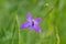 Sweet violet Viola odorata with sleeping insect in flower head