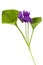 Sweet violet (Violaceae, Viola odorata)