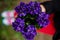 Sweet violets bouquet