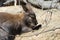 Sweet Wallaby Looking for Buds on a Tree