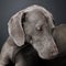 Sweet Weimaraner portrait in a photo studio