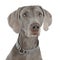 sweet Weimaraner portrait in photo studio