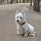 Sweet West Highland White Terrier - Westie, Westy Dog Play in Forest