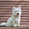 Sweet West Highland White Terrier - Westie, Westy Dog Play in Forest