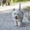 Sweet West Highland White Terrier - Westie, Westy Dog Play in Forest