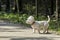 Sweet West Highland White Terrier - Westie, Westy Dog Play in Forest