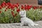 Sweet West Highland White Terrier - Westie, Westy Dog Play near tulip flowers