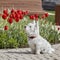 Sweet West Highland White Terrier - Westie, Westy Dog Play near tulip flowers