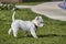 Sweet West Highland White Terrier - Westie, Westy Dog Play walking on the grass