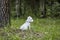 Sweet West Highland White Terrier - Westie, Westy Dog sitting on grass in Forest