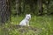 Sweet West Highland White Terrier - Westie, Westy Dog sitting on grass in Forest