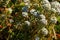 SWEET WHITE ALYSSUM FLOWERS