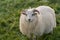 Sweet white female sheep with fluffy wool