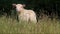 Sweet white lamb in the nature in grass