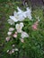 Sweet white and pink spring flowers on an apple tree