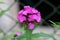 Sweet William or Dianthus barbatus flowering plant with bicolor pink and white fully open blooming flowers surrounded with green