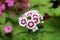 Sweet William or Dianthus barbatus flowering plant with bicolor white and light violet fully open blooming flowers surrounded with