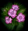 Sweet William dianthus barbatus flowers