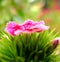 Sweet William Flower closeup petals open.