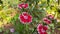 Sweet William flower in garden.