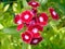 SWEET WILLIAM - RED AND PINK FULL BLOOM PERENNIAL FLOWER