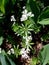 Sweet woodruff in a garden