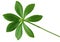 Sweet Woodruff Leaf