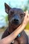 Sweet Xoloitzcuintle Mexican Hairless Dog portrait with human hand close-up on blurred natural background