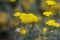 Sweet yarrow Achillea coarctata umbels of yellow flowers