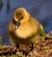 A sweet, yellow and beautiful adorable newborn goose at the waterside, closeup