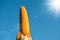 Sweet yellow color natural sun dried ripe corn cob isolated on a blue hot sunny summer day