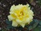 Sweet yellow flower, Himalaya mountains, India